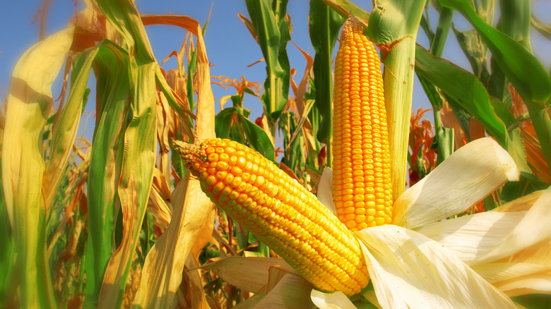 corn field