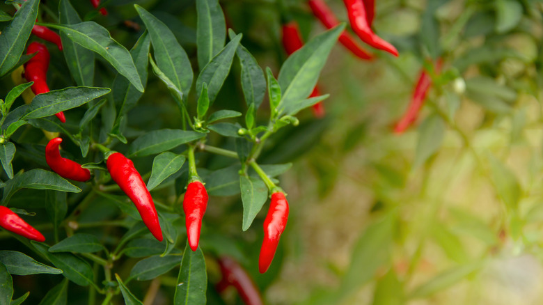 Thai peppers on the bush