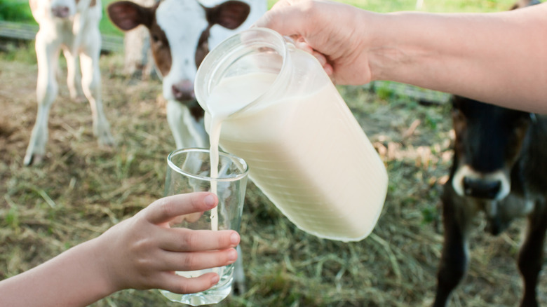 Milk jug with cows