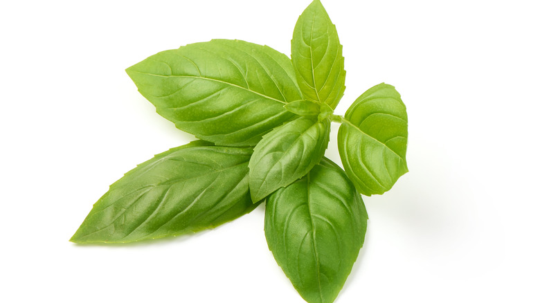 Stem of basil leaves