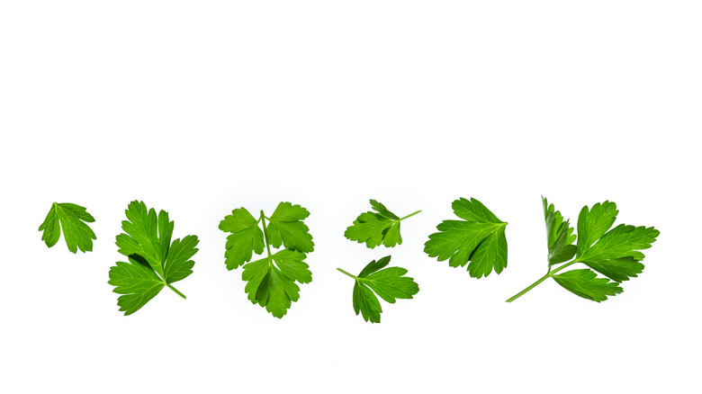 Scattered parsley leaves