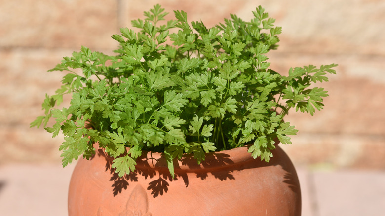 Potted chervil plant