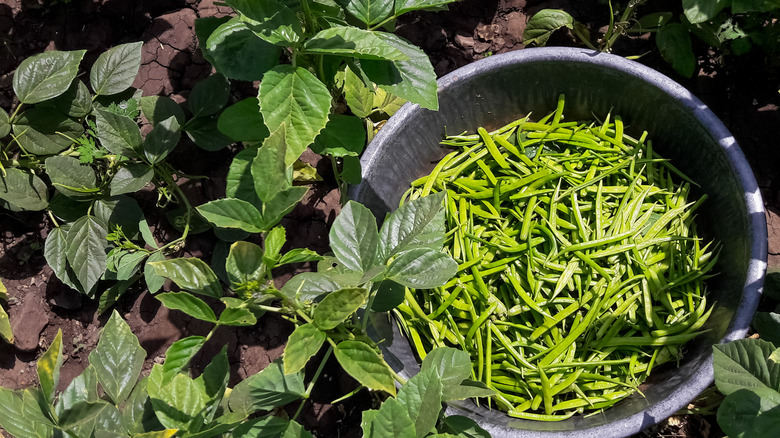 guar beans in a bowl