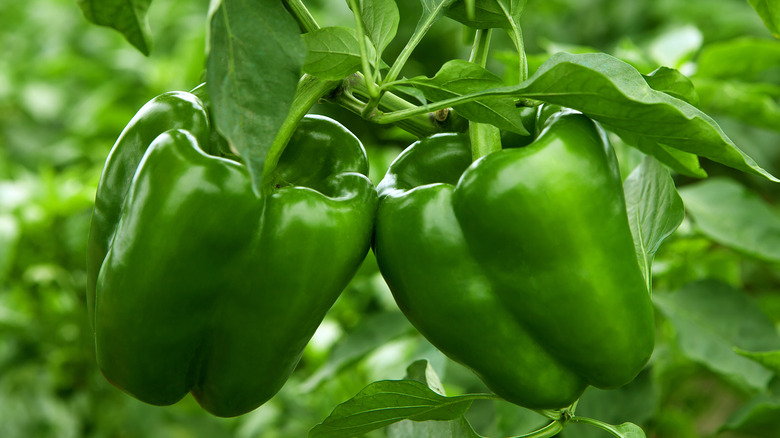 Green bell peppers on the plant