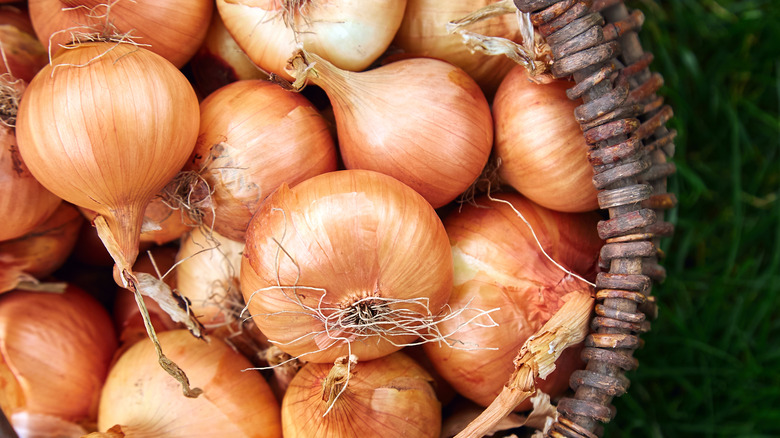 basket of onions