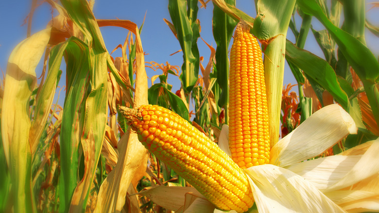 Ears of corn