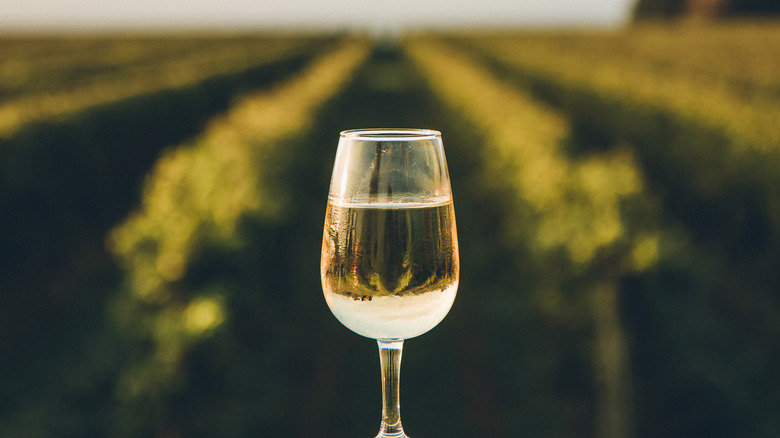 A glass of white wine before a vineyard