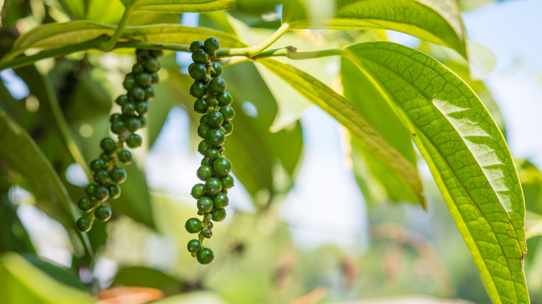 Green peppercorn