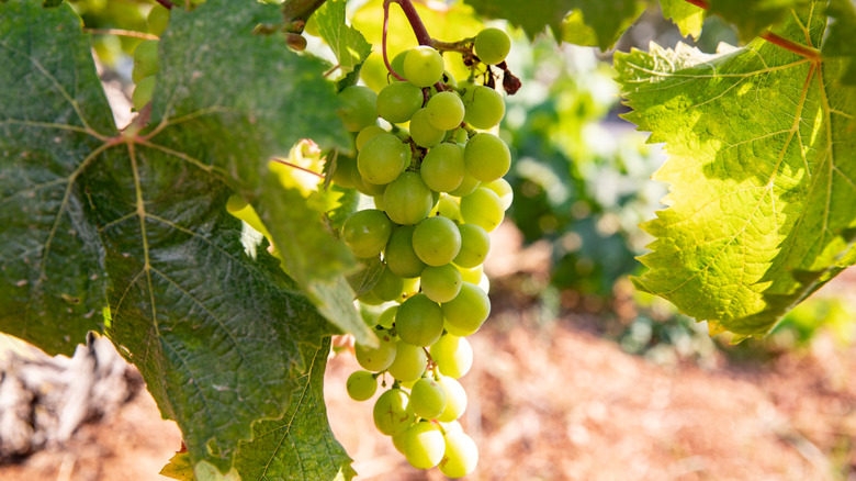 Wine grapes on the vine