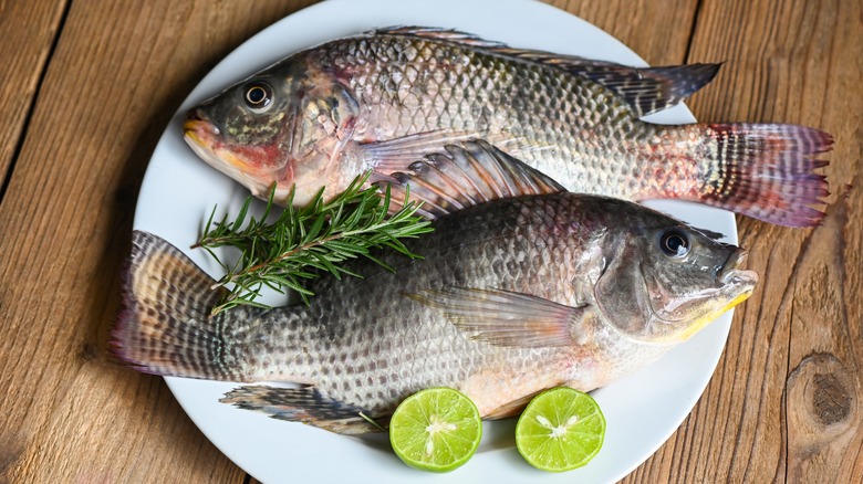 Tilapia on a white plate 