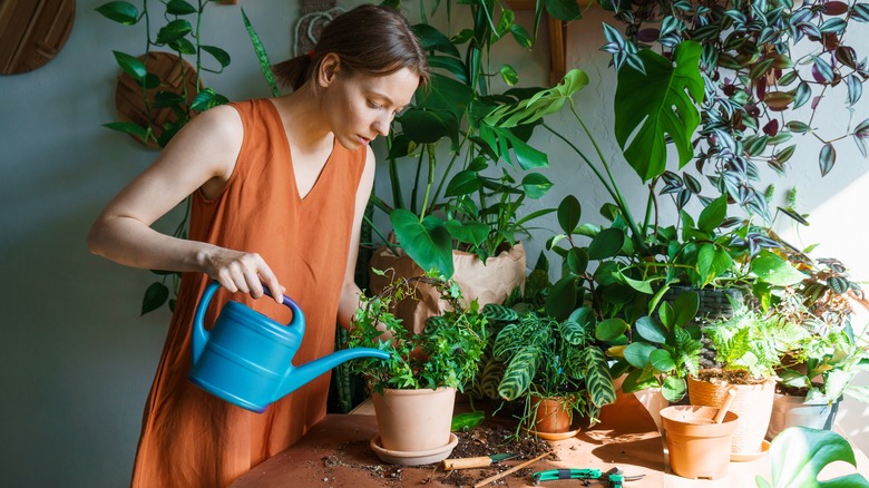 young woman watering house plants