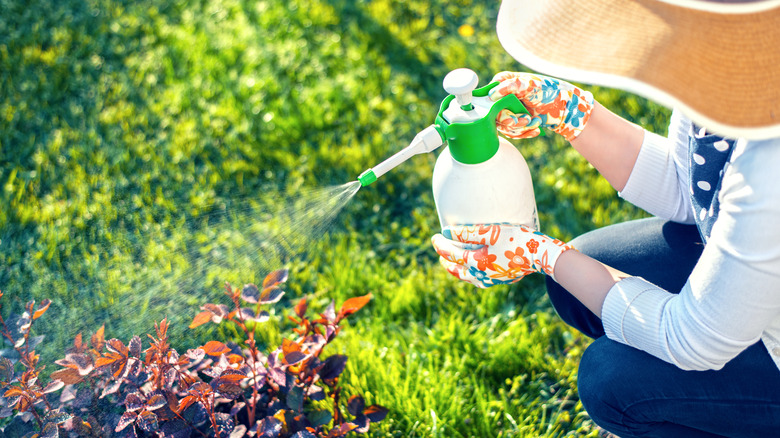 woman hat spraying fertilizer garden