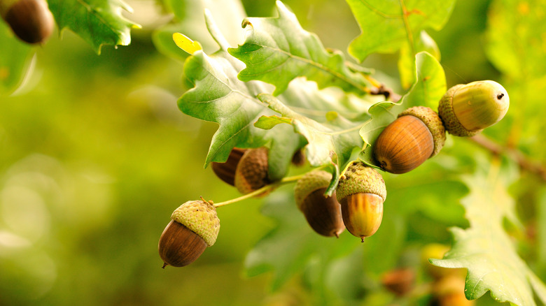 acorns in tree