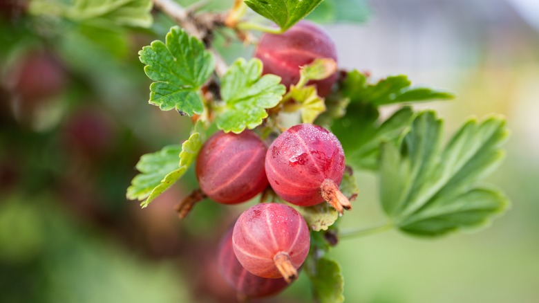 gooseberry bush