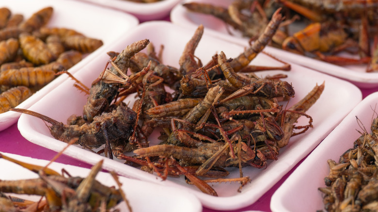 plate of fried crickets