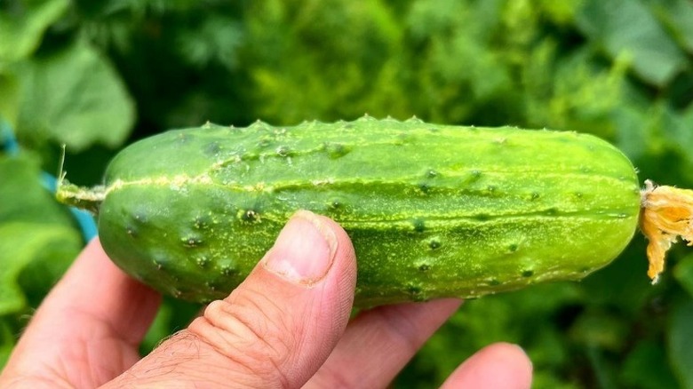 Hang holding cucumber