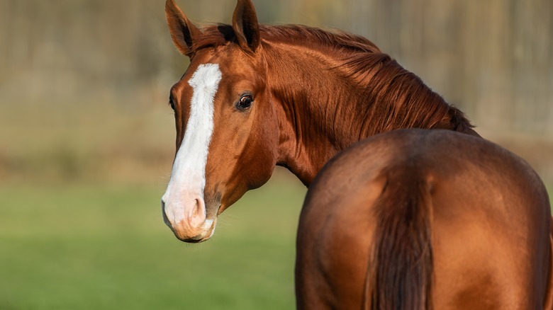 Horse looking back 