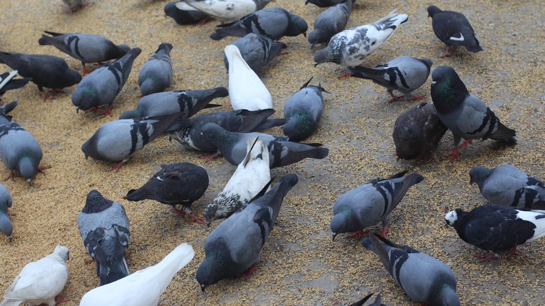 group of pigeons