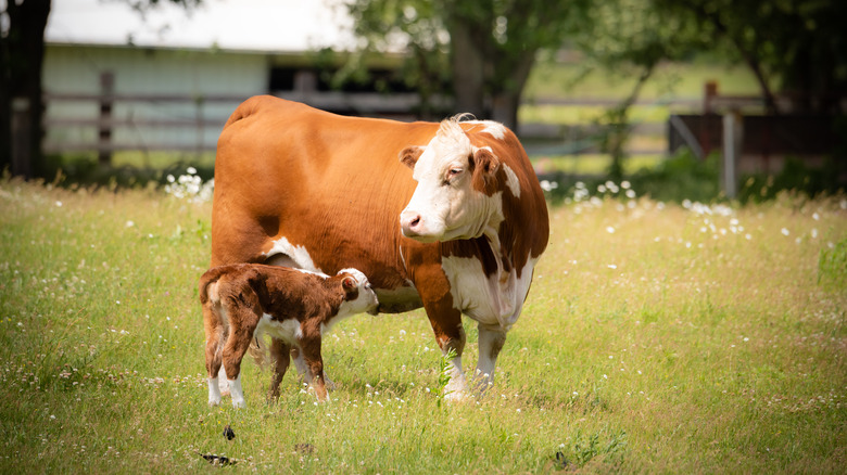 calf and mother cow