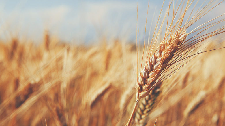 ears of wheat