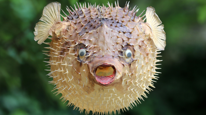 Blowfish puffed up