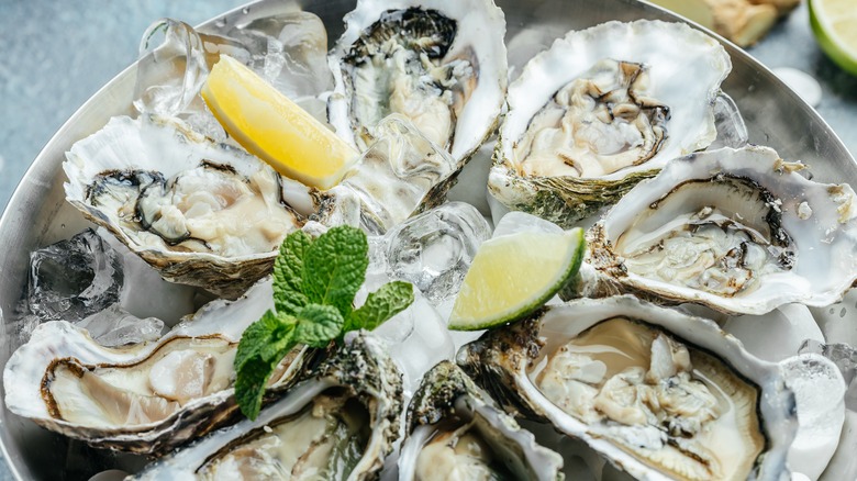 raw oysters