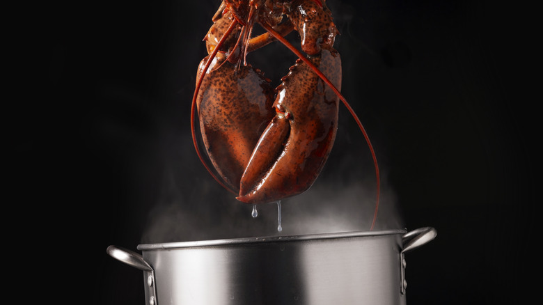 adding lobster to a pot