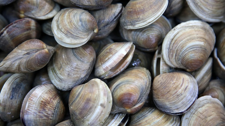 clams