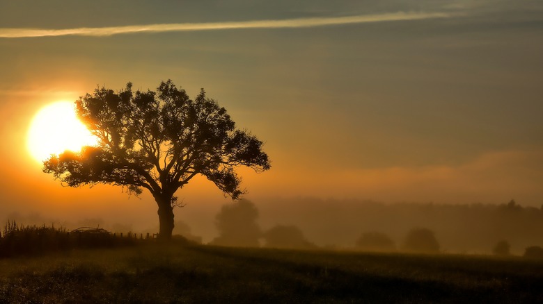 Landscape with sunrise and tree 