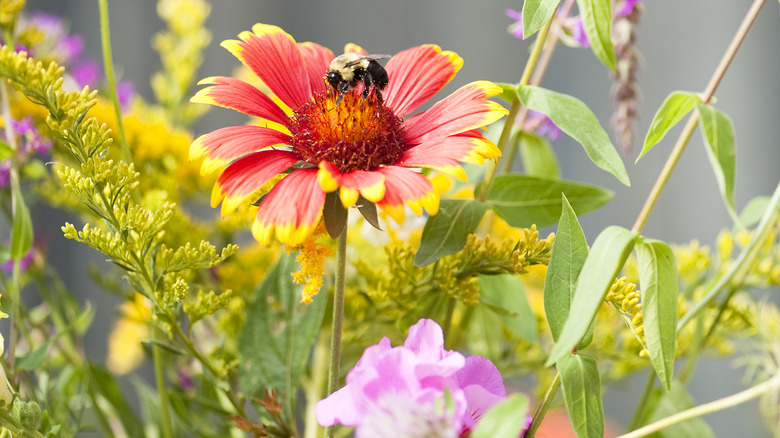 bees pollinating a wildflower garden