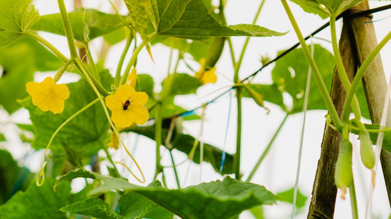 bees pollinating cucumber plants