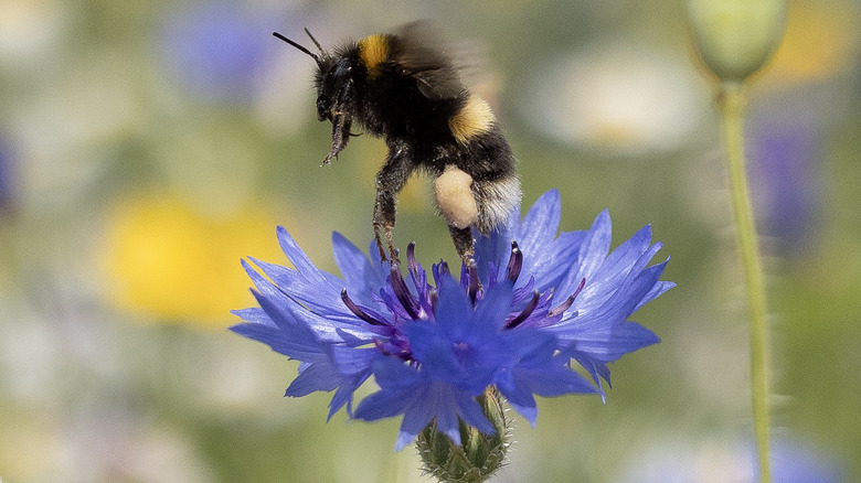 Bee pollinating a local wildflower