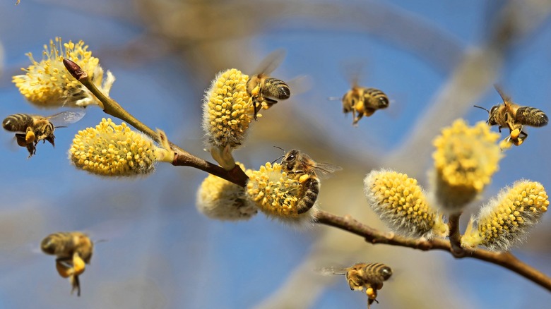 healthy honey bee population