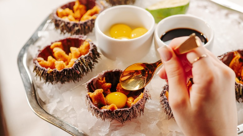 sea urchin