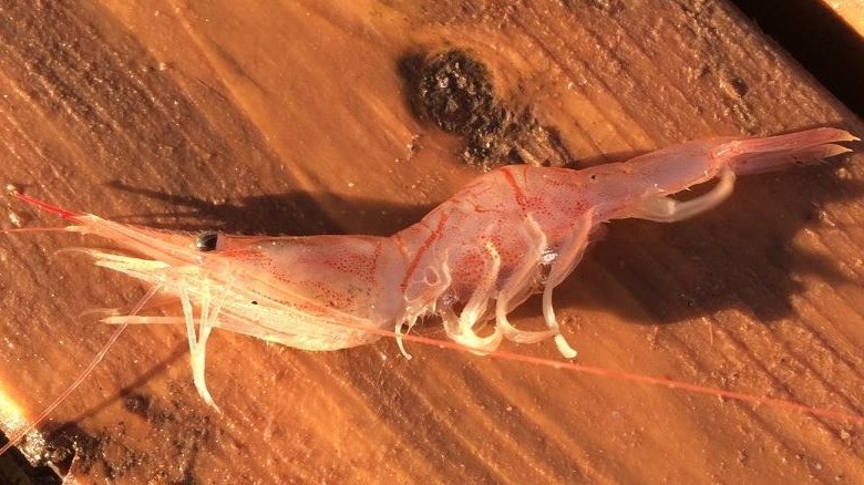 Aesop shrimp on a brown background