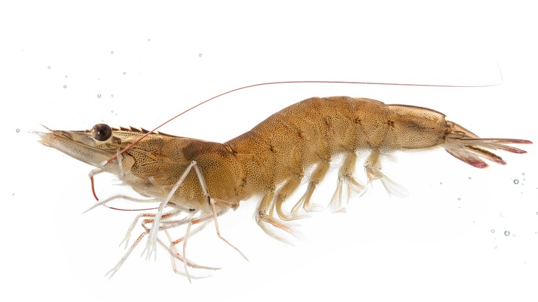 Brown shrimp against a white background 