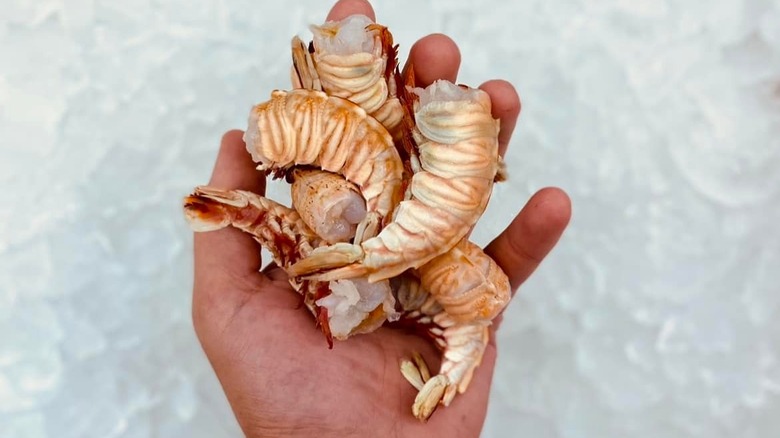 Rock shrimps in hand