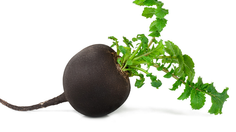 Black radish