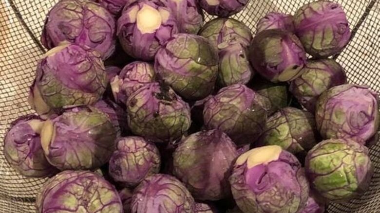 Brusselberry purple sprouts basket