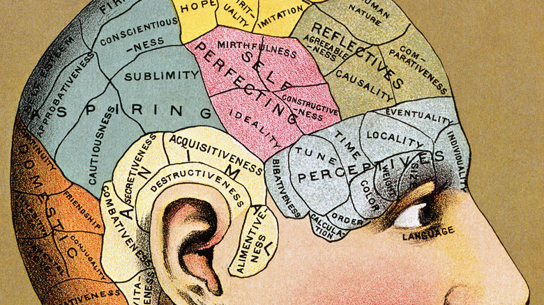 phrenology map of the human skull