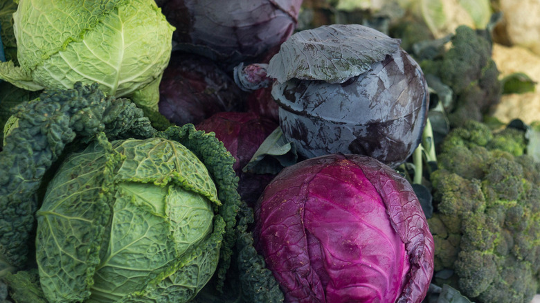 Mix of heads of green and red cabbages