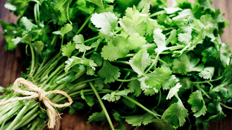 bunch of cilantro