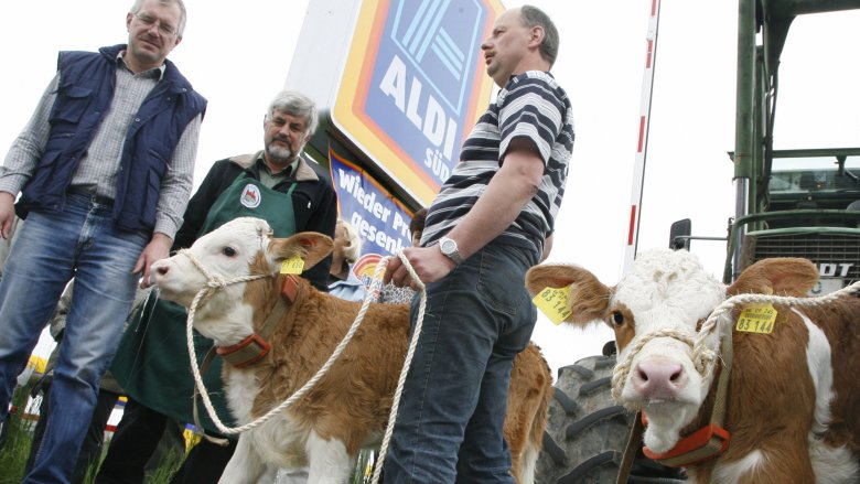 men standing with dairy cows in front of aldi