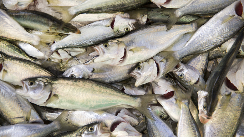 bluefish for sale at market