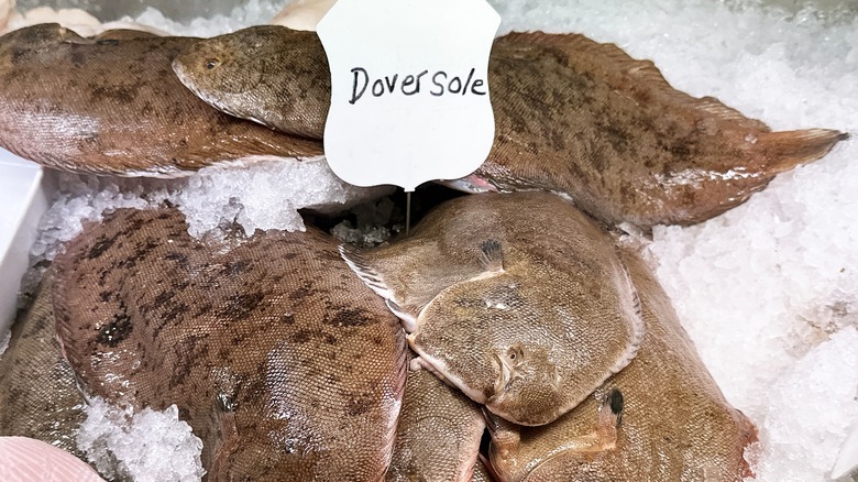 fresh dover sole on ice