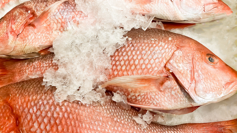 red snapper at fish market