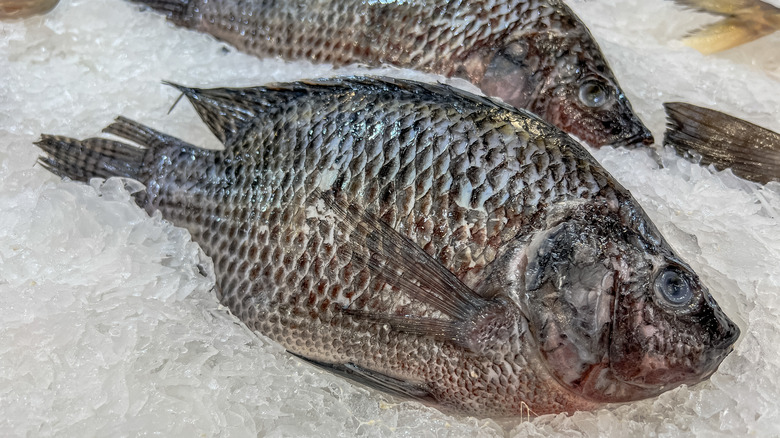 whole tilapia at fish market