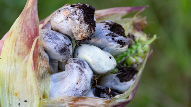 huitlacoche growing on corn