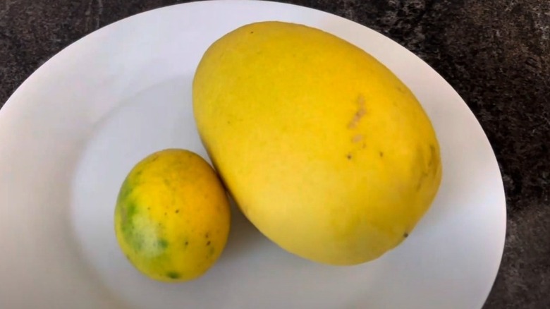 baboon lemon and smaller lemon on plate