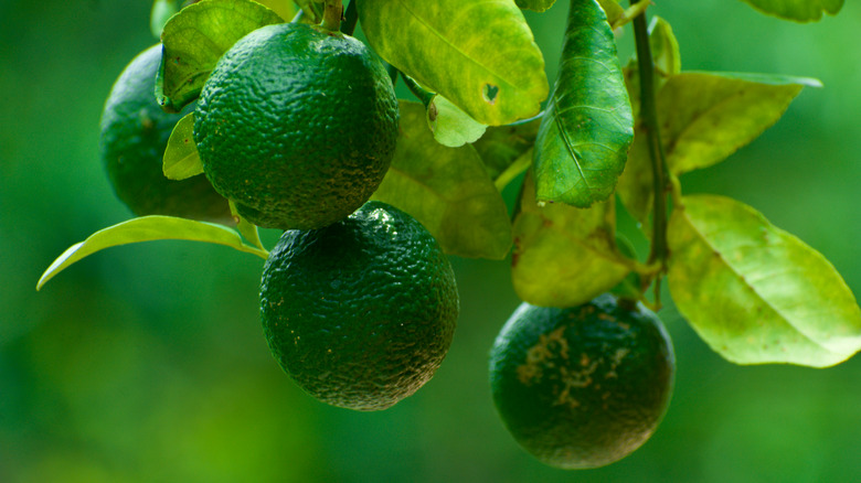 Kagzi lemons growing on tree